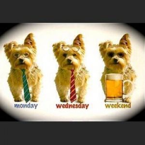 Perros Divertidos: Lunes, Miércoles, Fin de Semana