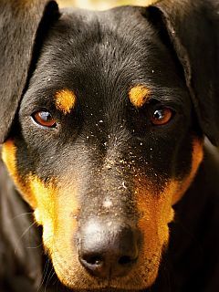 Primer Plano de un Doberman