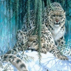 Leopardos de Nieve en Invierno