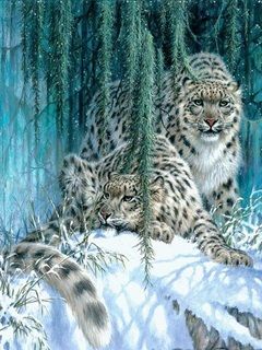 Leopardos de Nieve en Invierno