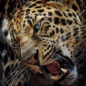 Leopardo Majestuoso en Primer Plano