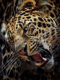 Leopardo Majestuoso en Primer Plano
