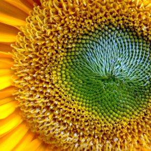 Acercamiento vibrante de girasol