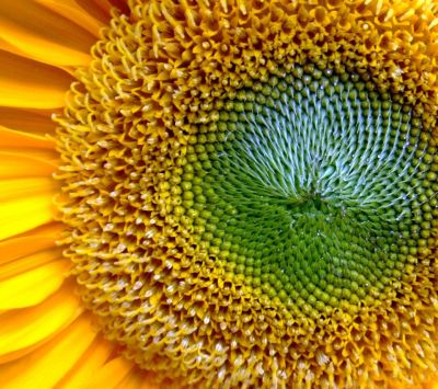 Acercamiento vibrante de girasol