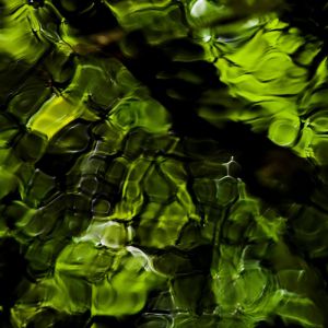 Reflejo Verde en el Agua