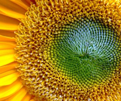 Primer plano de un girasol vibrante