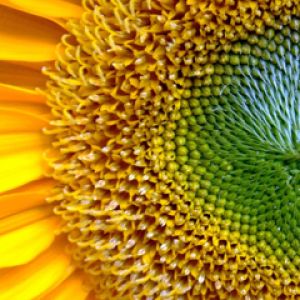 Acercamiento vibrante de girasol
