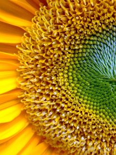 Acercamiento vibrante de girasol