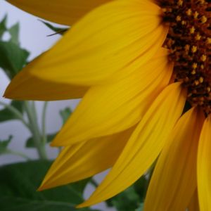 Acercamiento de Girasol Vibrante