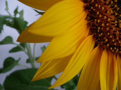 Acercamiento de Girasol Vibrante