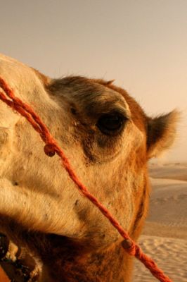 Primer plano de un camello en el desierto