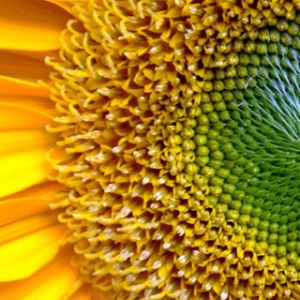 Primer Plano de Girasol