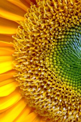 Primer Plano de Girasol