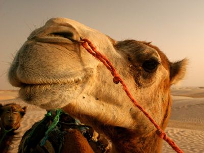 Primer plano de un camello en el desierto