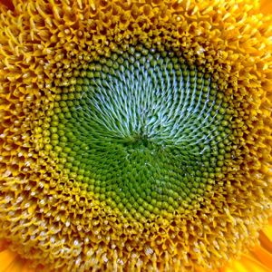 Primer plano vibrante de girasol