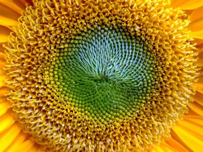 Primer plano vibrante de girasol
