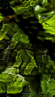 Patrones Abstractos Verdes de la Naturaleza