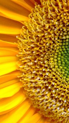 Acercamiento vibrante de girasol