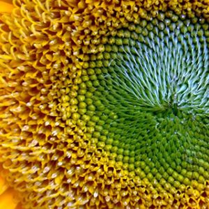 Acercamiento vibrante de girasol