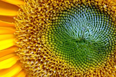 Acercamiento vibrante de girasol