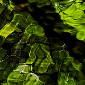 Reflejo Verde de la Naturaleza