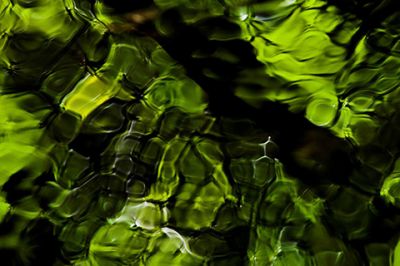 Reflejo Verde de la Naturaleza