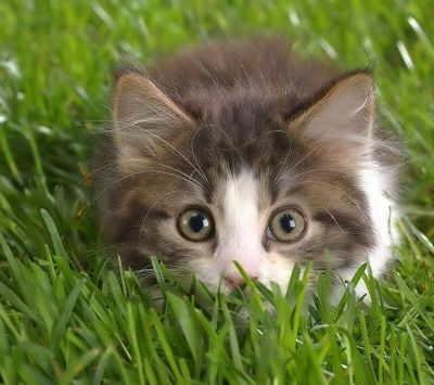 Gatito Adorable en la Hierba