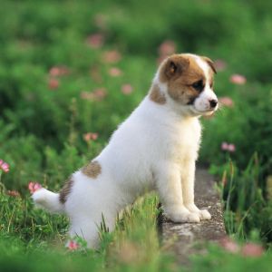 Cachorro Bonito en el Campo