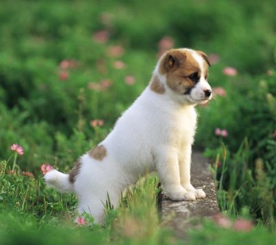 Cachorro Bonito en el Campo