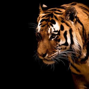 Tigre Majestuoso en Primer Plano
