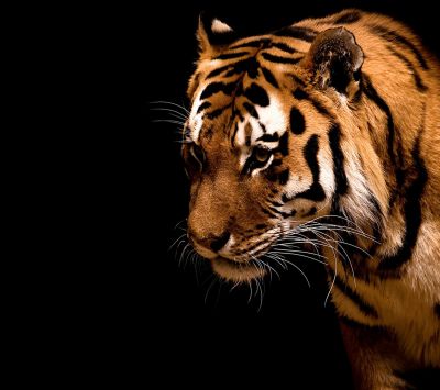 Tigre Majestuoso en Primer Plano