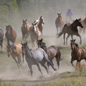 Caballos Salvajes Corriendo