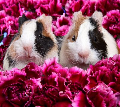 Cobayas Lindas entre Flores