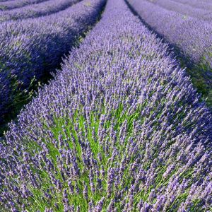 Campos de Lavanda en Flor