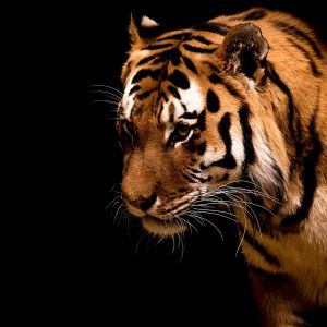 Primer Plano de un Tigre Majestuoso
