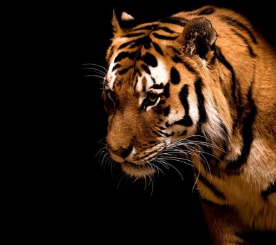 Primer Plano de un Tigre Majestuoso