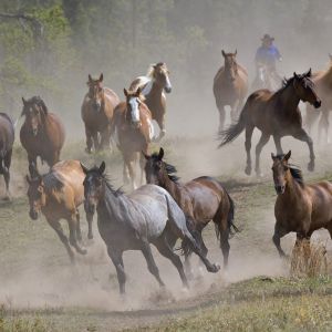 Caballos Salvajes Corriendo