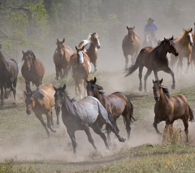 Caballos Salvajes Corriendo