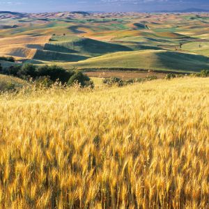Campos de Trigo Dorado