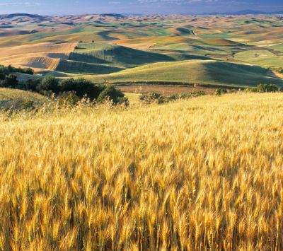 Campos de Trigo Dorado