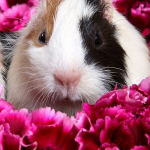 Cobaya Linda en Flores