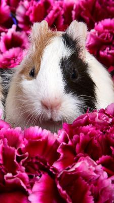 Cobaya Linda en Flores