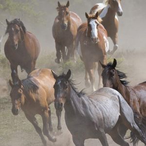 Caballos Salvajes Corriendo