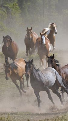 Caballos Salvajes Corriendo