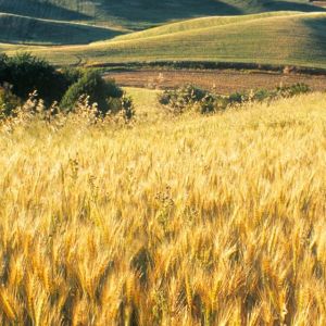 Campos de Trigo Dorado