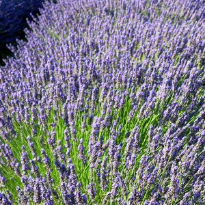 Campos de Lavanda en Flor