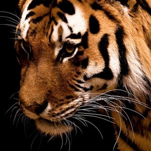 Cerca de un Tigre Majestuoso