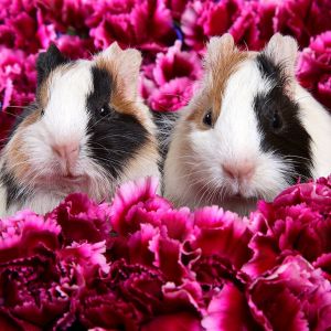 Cobayas Lindas en Flores