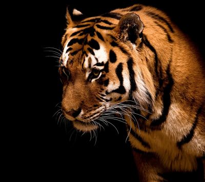 Primer Plano de un Tigre Majestuoso