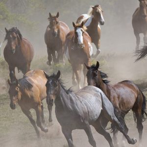 Caballos Corriendo en el Polvo